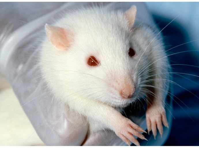 Investigadores 🧬 en EEUU logran recuperar parcialmente la visión en roedores 🐭