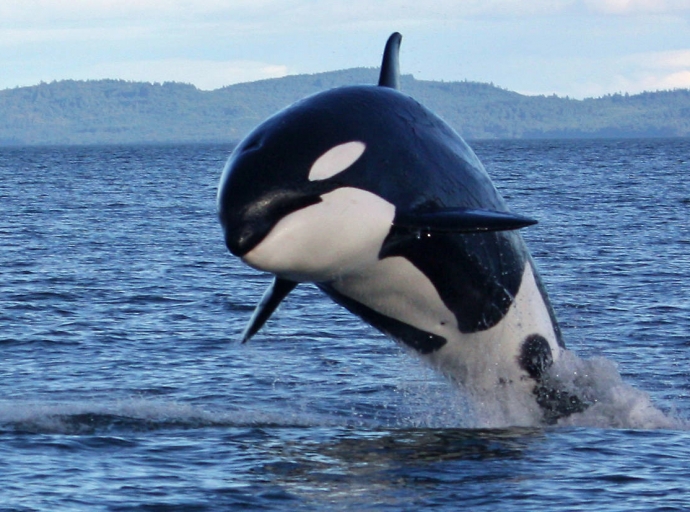 Un pesquero 🛥 avista una manada de orcas en aguas palmeras 🐳