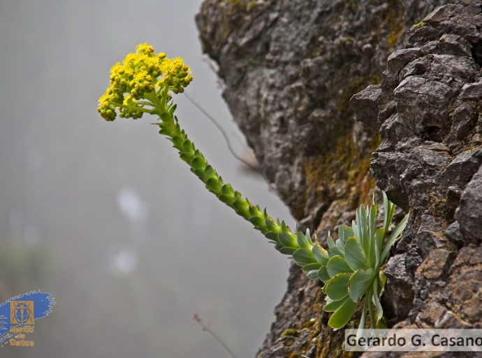 Catalogan 31 nuevas especies🦎canarias en el primer trimestre del 2020 🌱