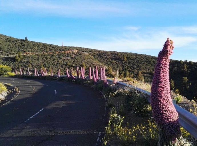 Desfile primaveral 🌷 de los tajinastes... único en el mundo 🔭