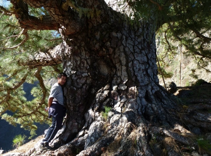 🌲 Gigantes en La Caldera ⛰️