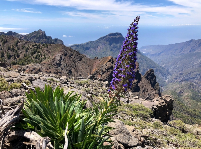 La reforestación 🍃 de la Caldera devuelve en mayo parte del color 🌺 que apagaron las especies invasoras 🐐