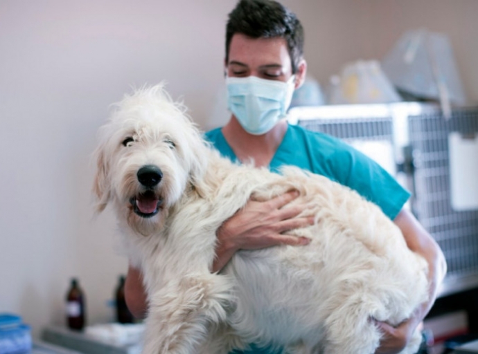 🐶Tu mejor amigo, en la salud y en la enfermedad 💕