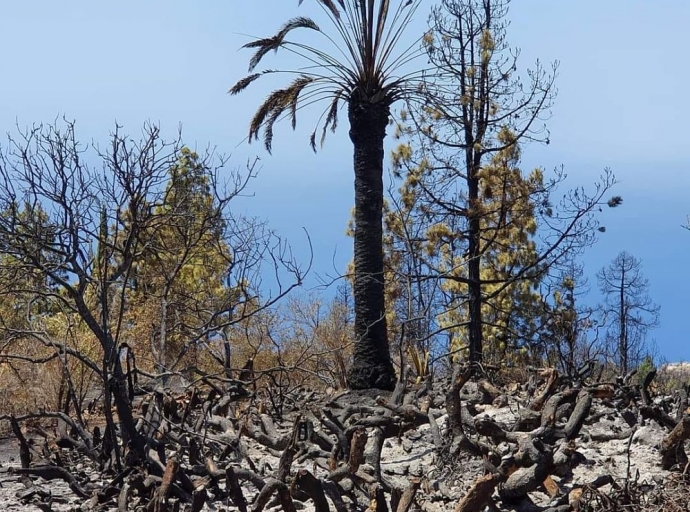 Tijarafe 🌲 agradece el esfuerzo 👩‍🚒🚁 y el apoyo recibidos en la lucha contra el fuego🔥🔥