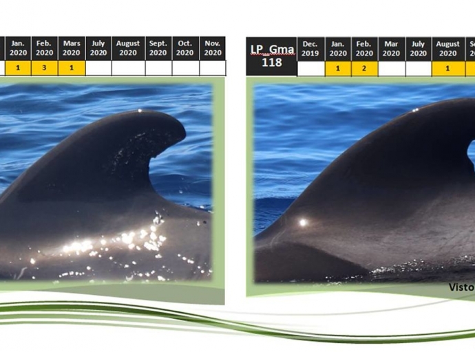 Le ‘ponen cara’ a 150 delfines 🐬🌊 en el primer Catálogo de Calderón Tropical 📓 de La Palma