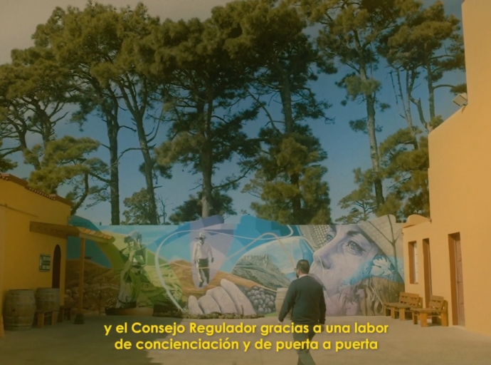 VID Y VIDA, el documental 🎞 que viaja entre los viñedos🍇🍷 de La Palma