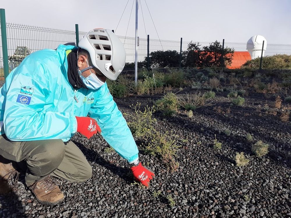 Luchan ⛏ contra las plantas invasoras🌵🌾 que amenazan el paisaje 🌄 de La Palma