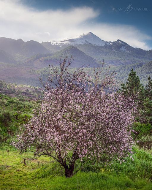 Si el 🕊️ EDÉN 🌸 existió, sería algo así 🏔️
