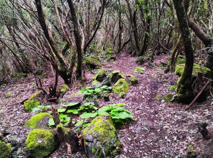 🌱 Renacer verde en Garafía 💚, siete meses después del fuego 🔥