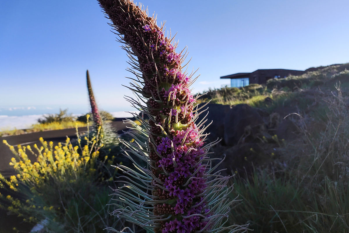 Las primeras flores 🌸 de Tajinastes Rosados ya decoran las cumbres 🌄 de La Palma