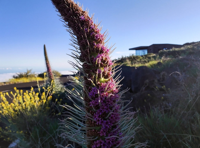 Las primeras flores 🌸 de Tajinastes Rosados ya decoran las cumbres 🌄 de La Palma