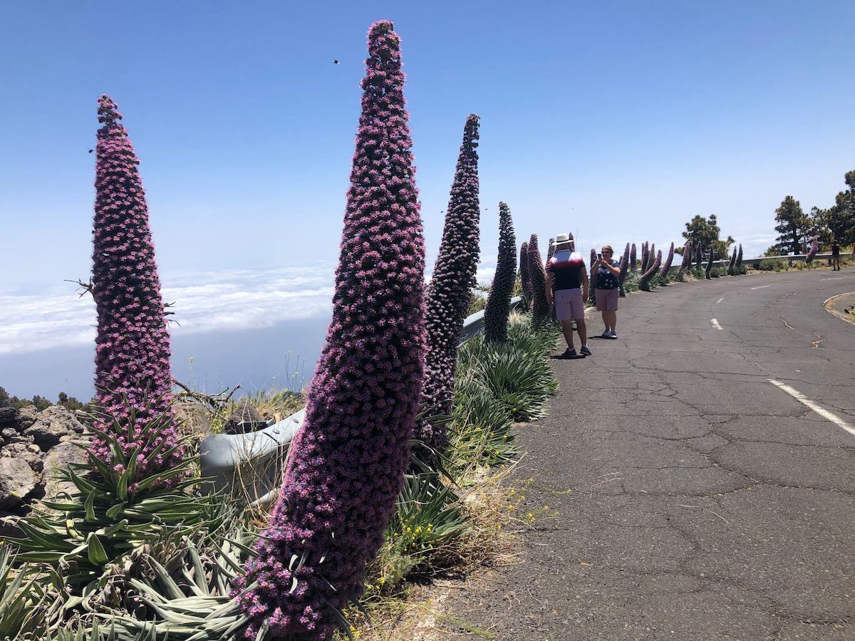 🥰 La 'Cabalgata' de los 107 Tajinastes' 🌵, exclusive from La Palma ⛰️