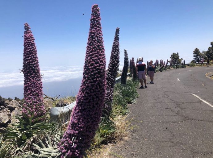 🥰 La 'Cabalgata' de los 107 Tajinastes' 🌵, exclusive from La Palma ⛰️