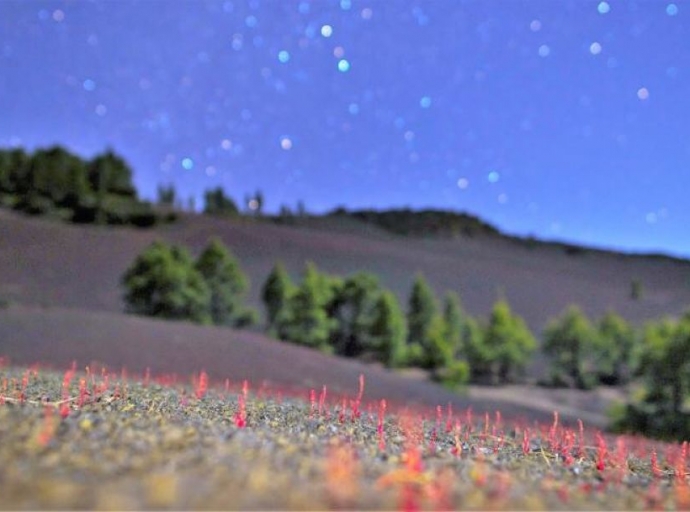 Una 📸fotografía de la floración del Pico de Graja en El Paso🌲, Imagen del Día la Ciencia de la Tierra🌍 