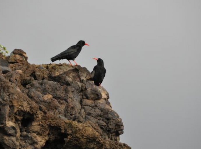 La población nativa de Grajas 🐦 se estabiliza en unas 2.800 en los últimos 15 años 👏👏