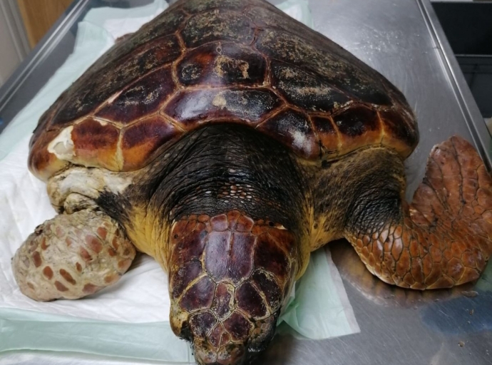 👏Medio Ambiente rescata una tortuga🐢 boba en Puerto Espíndola🌊