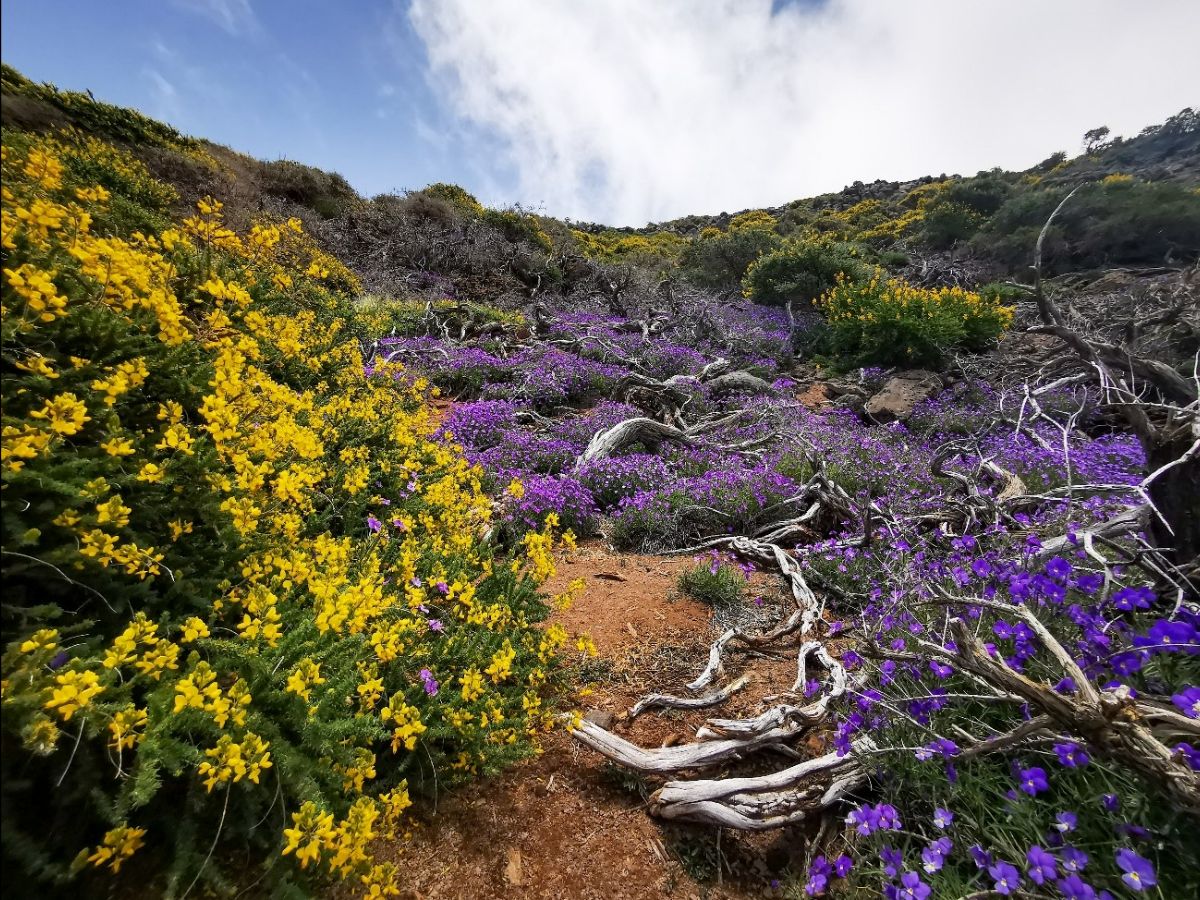 La Palma vuelve a florecer🌼por primavera 🌄