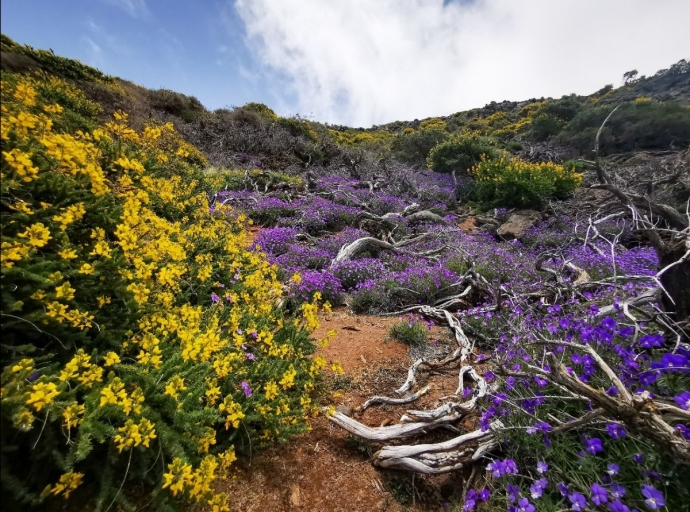 La Palma vuelve a florecer🌼por primavera 🌄