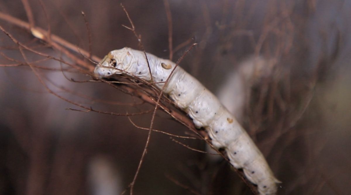 Arranca la segunda temporada de la 🐛cría de gusanos de seda🧵 en El Paso