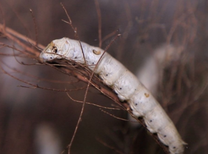 Arranca la segunda temporada de la 🐛cría de gusanos de seda🧵 en El Paso