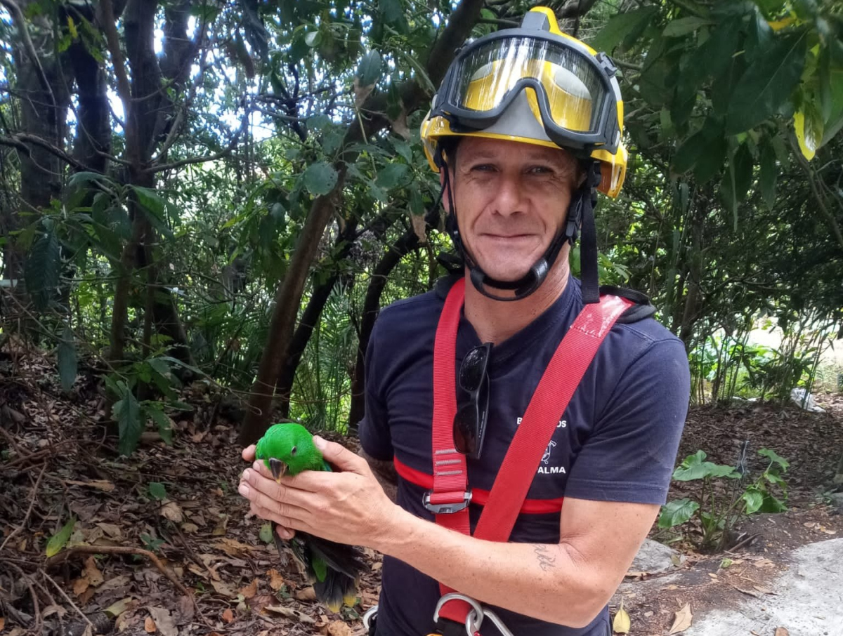 Los 👨🏻‍🚒👩🏻‍🚒Bomberos de La Palma también rescatan loros🦜 