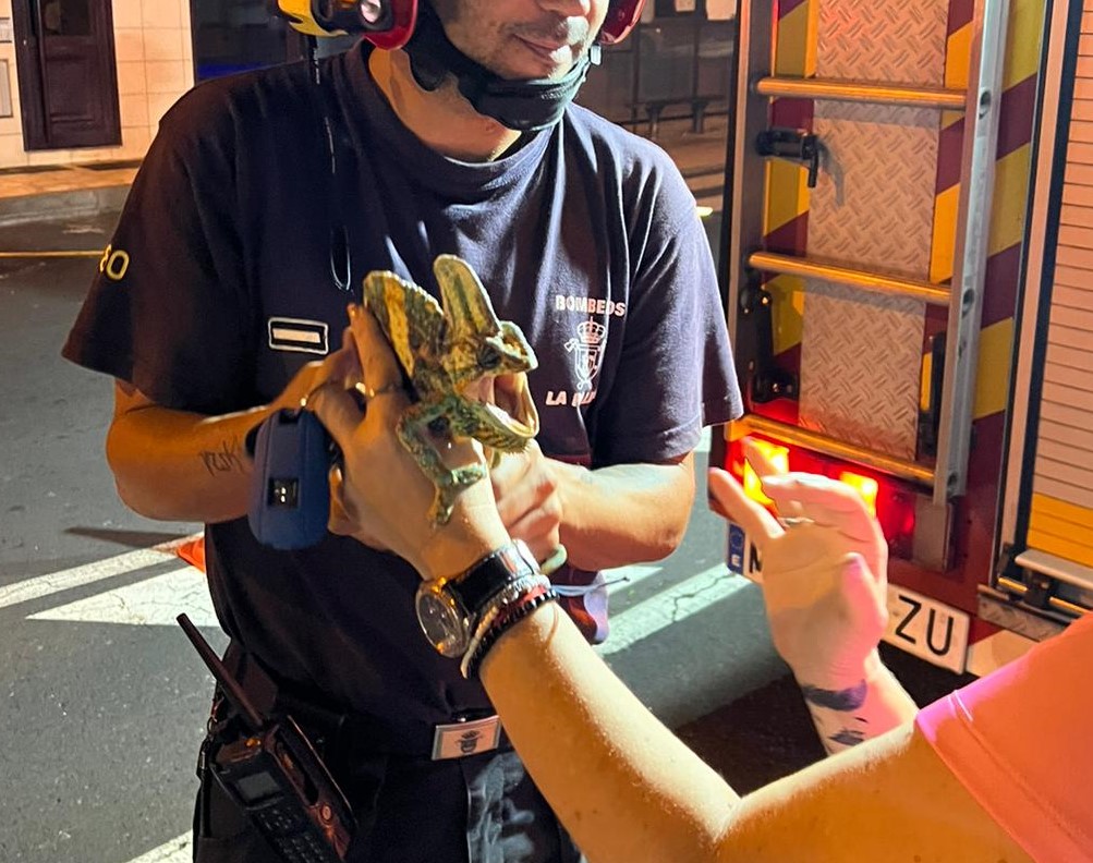 Los 👨‍🚒bomberos rescatan a Gringo de lo alto de un 🌳árbol