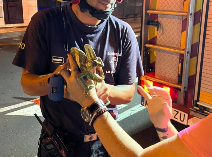 Los 👨‍🚒bomberos rescatan a Gringo de lo alto de un 🌳árbol