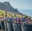 🍇Sabores únicos de La Palma🍇: la fascinante historia detrás del 🍷vino palmero