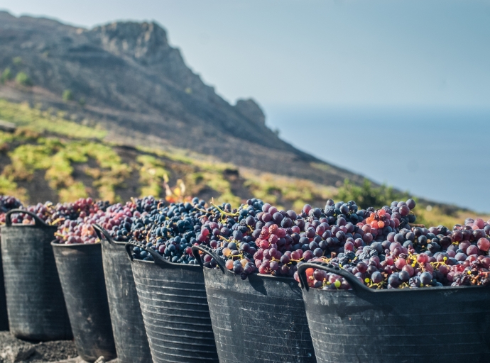 🍇Sabores únicos de La Palma🍇: la fascinante historia detrás del 🍷vino palmero